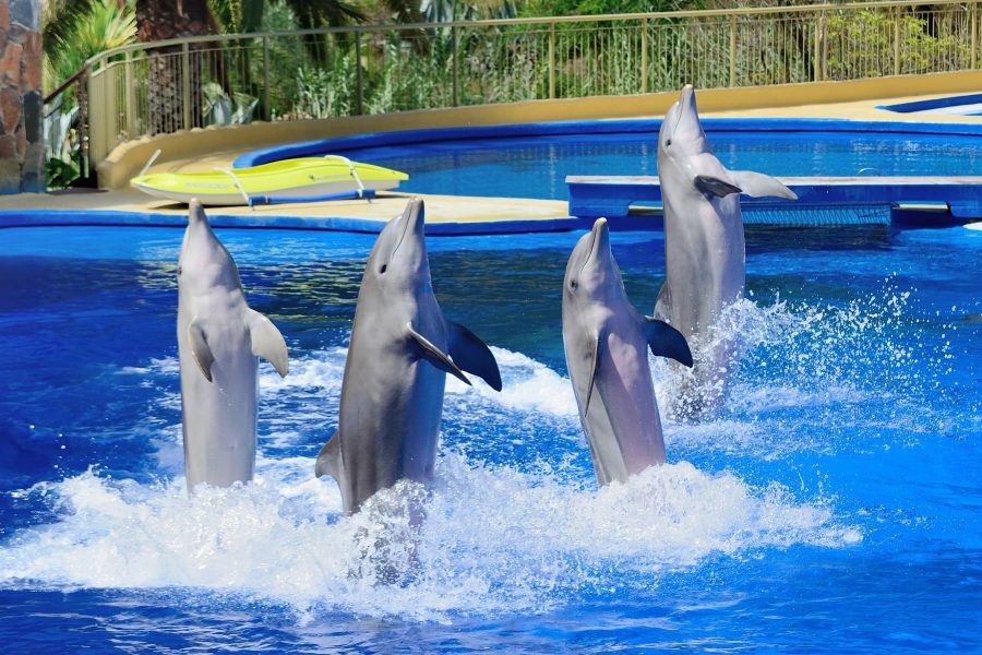Acrobatic Dolphing Show