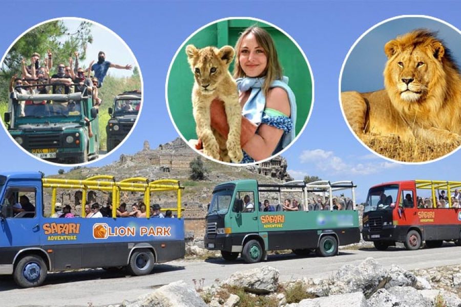 King of the Jungle Lion Safari