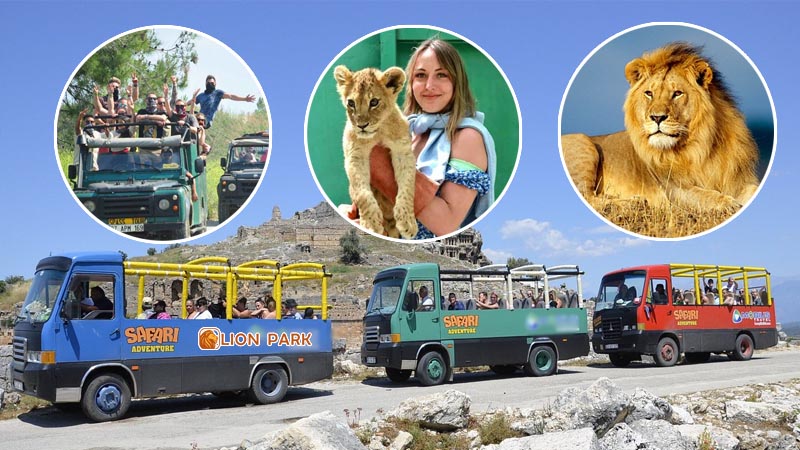 King of the Jungle Lion Safari